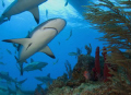   carribean reef sharks around coral head  